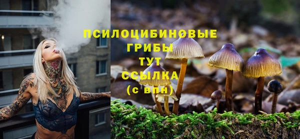 стаф Зерноград