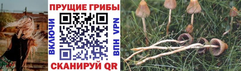 Купить  Закаменск  Псилоцибиновые грибы мицелий 